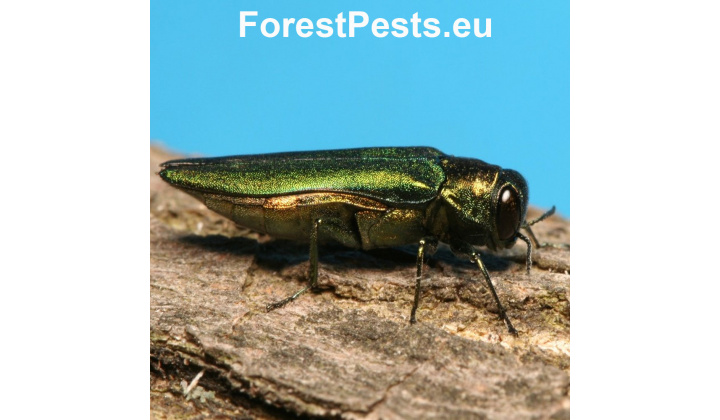 Fotka pre článok ROZHODNUTIE o vyhlásení karantény z dôvodu výskytu Krasoňa jaseňového (Agrilus planipennis)  - HATÁROZAT karantén elrendelése a kőris-smaragdbogár (*Agrilus planipennis*) jelenléte miatt 